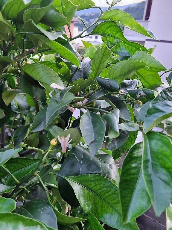 Piante & sementi: Pianta di limone 4 stagioni – Usato da Cadro venduto da Ema710 1