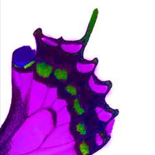 Profile image of 13stein
