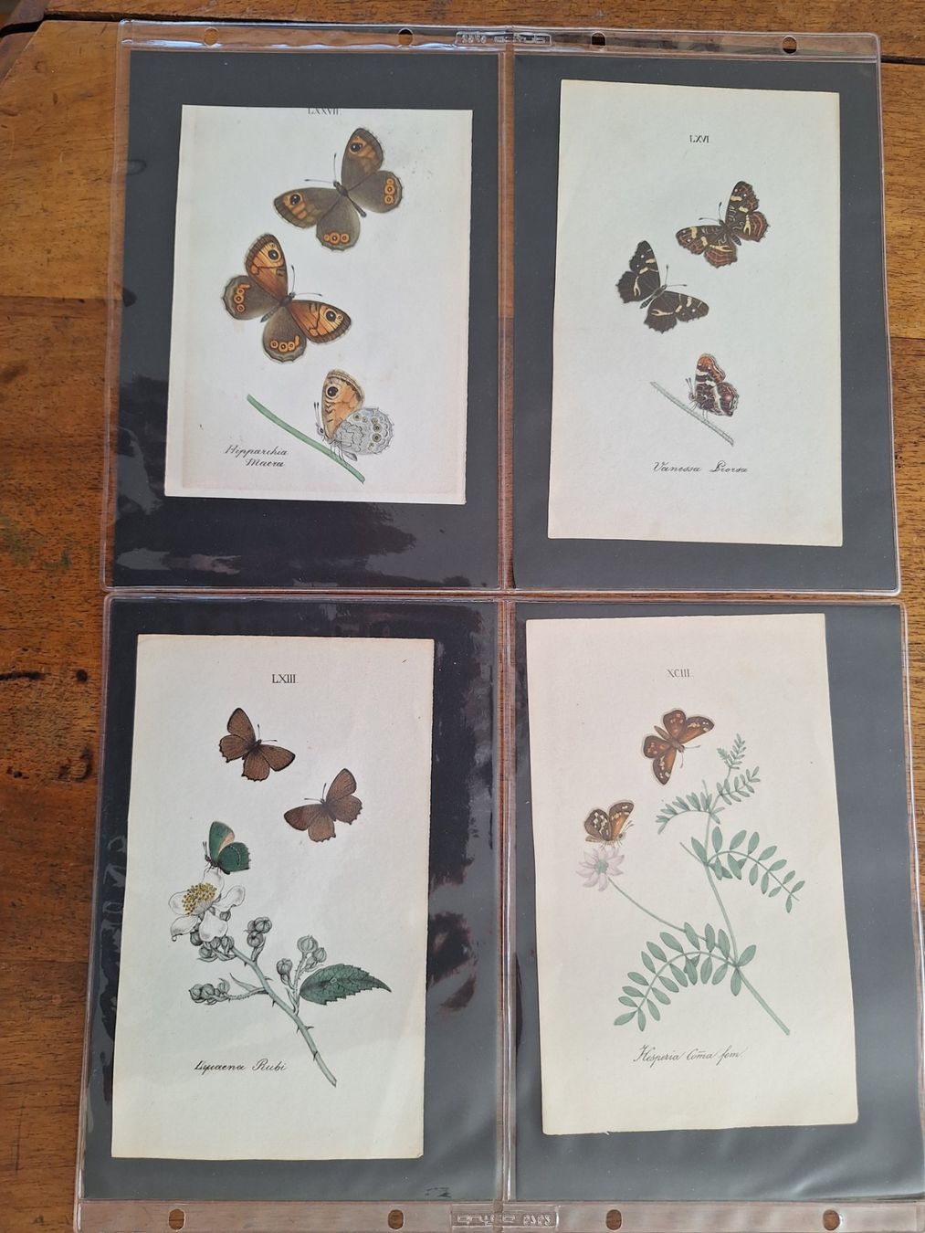 Incisioni: PAPILLONS  8 GRAVURES ANCIENNES – Usato da Bevaix venduto da bohrap