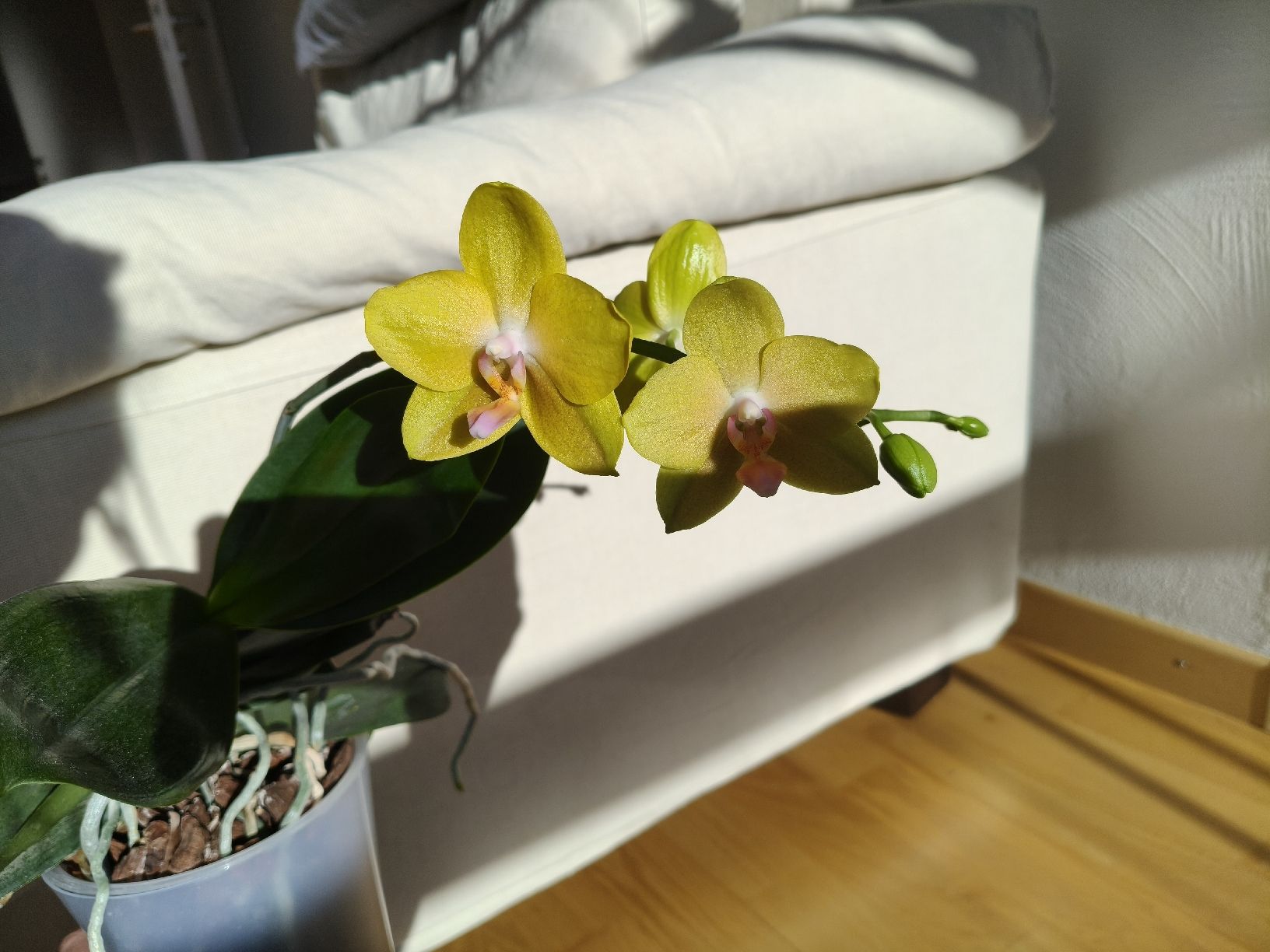 Piante & sementi: Phalaenopsis Lioulin Lawrence – Usato da Chamoson venduto da Yuriyaa 2