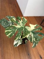 Monstera Thai Constellation💚