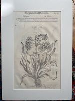Gravure botanique ancienne (16e s.) P. A. Matt(h)ioli