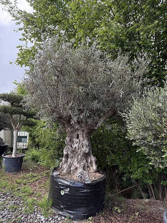 Piante & sementi: Olivenbaum "Olea Europea 22" – Nuovo (secondo la descrizione) da Zuckenriet venduto da Thur_Plant 4