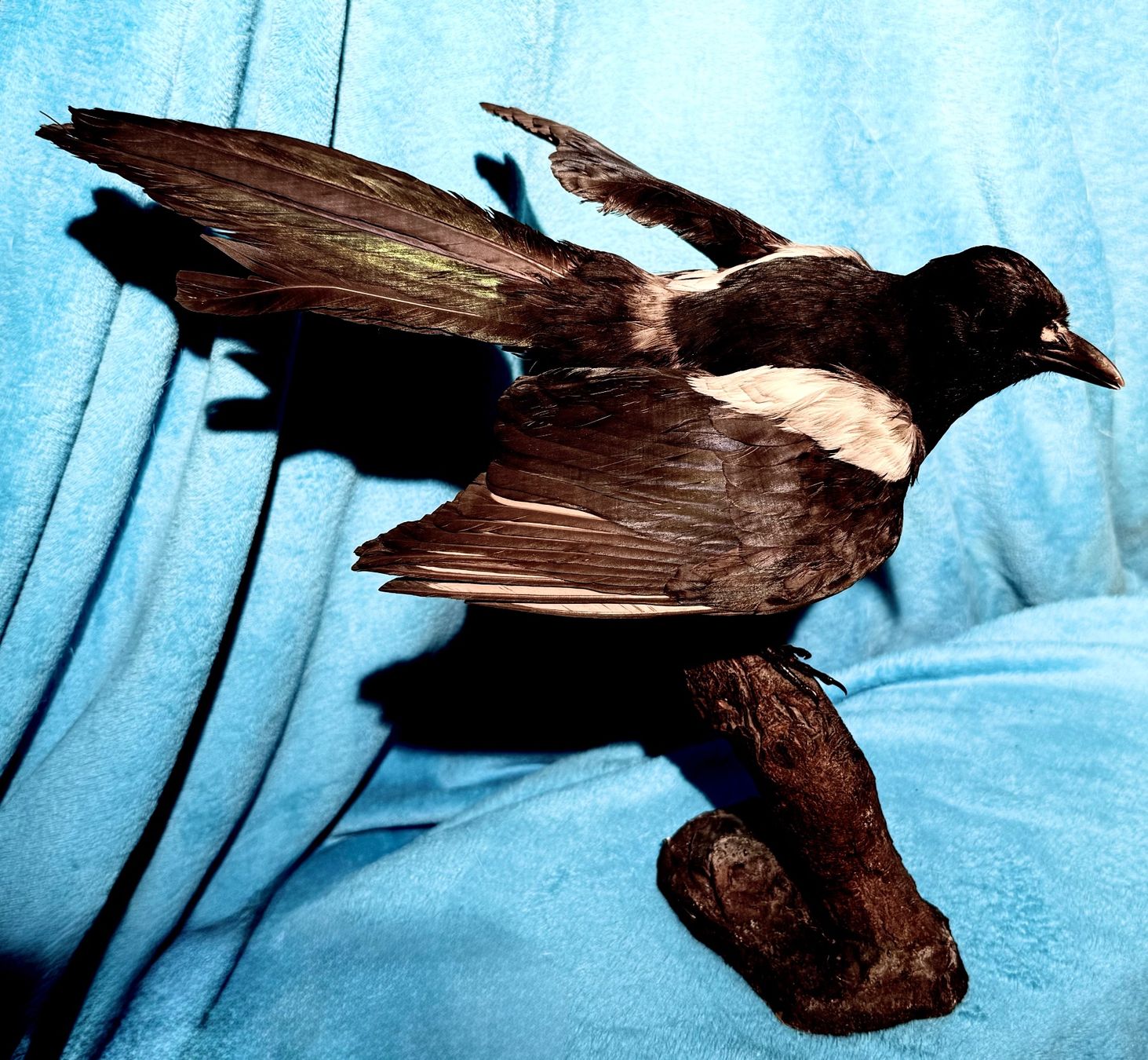 Il mondo degli animali: ELSTER Vogelpräparat – Usato da Bern venduto da felberunderground 5