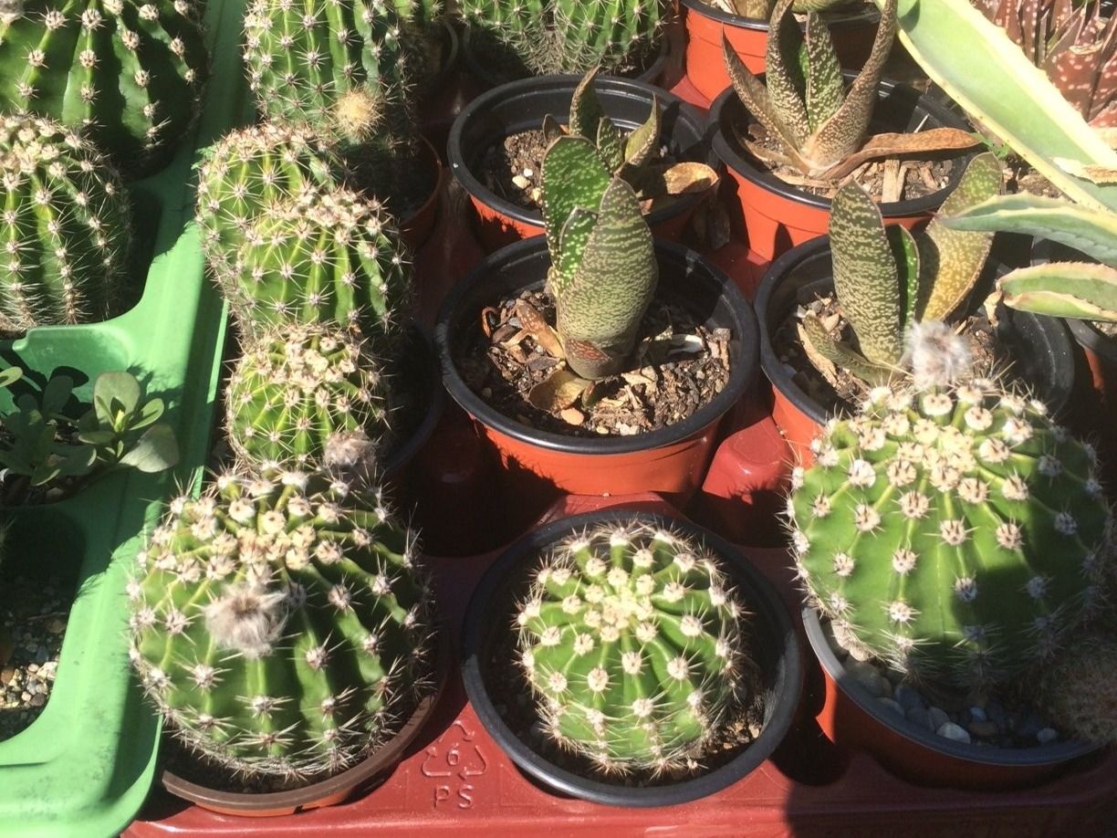 Piante & sementi: Echinopsis eyriesii – Nuovo (secondo la descrizione) da Vinelz venduto da Wellensittich55 8