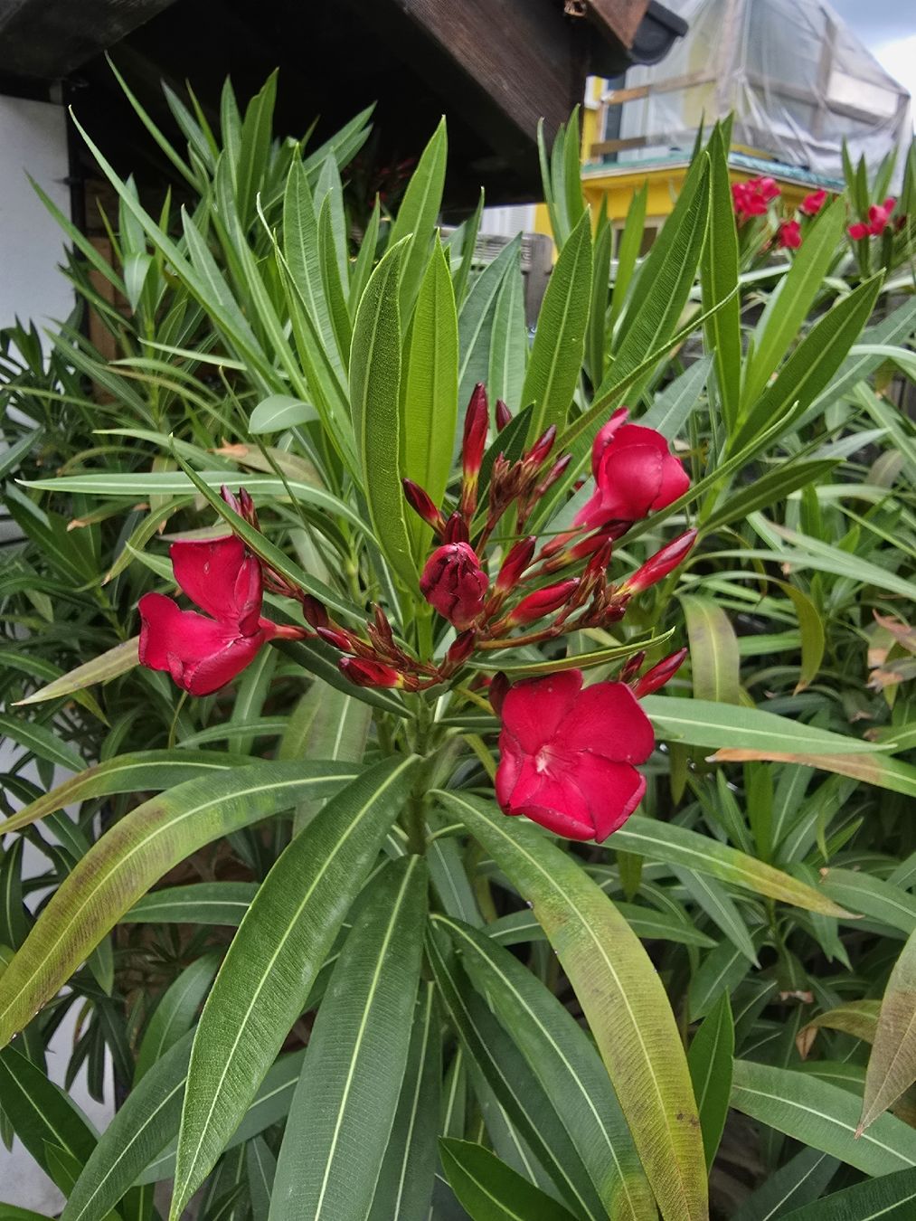 Piante & sementi: Großer, blühender Oleander im Topf – Usato da Aarburg venduto da popkorn65 3