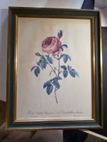 Bild Stich Blumen Bild Rosen - Rosa Centifolia Burgundiaca