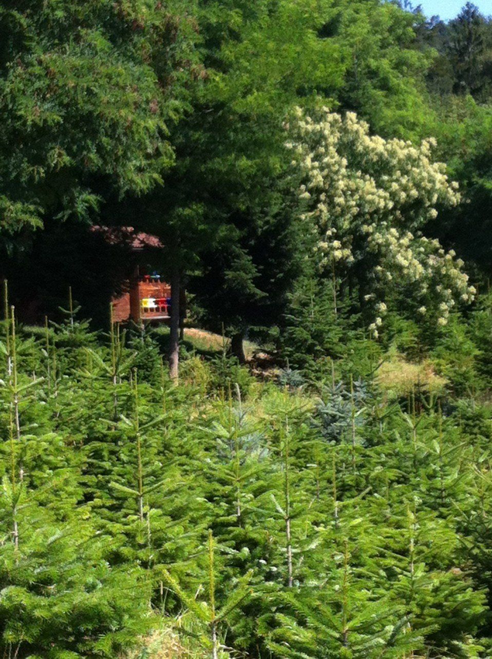 Pflanzen & Samen: Bienen Baum Trachtpflanze – Neu (gemäss Beschreibung) aus auenstein von spyrou 2