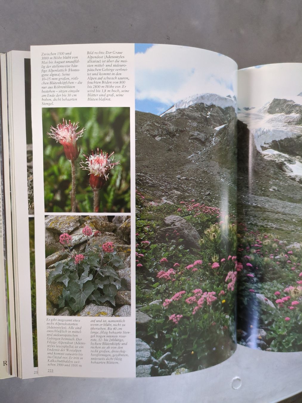 Bücher: Faszinierende Welt der Alpenblumen Buch Ringier – Gebraucht aus Ermatingen von trendyquitaeten 4