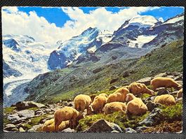 Piz Bernina und Morteratschgletscher