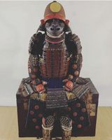 Antike Samurai Japan-Rüstung Joroi 