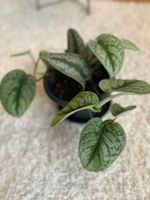🌱⭐️ Scindapsus pictus Exotica 🌱⭐️ Stecklinge