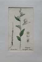 Lithographie um 1800, Botanik, RAR!