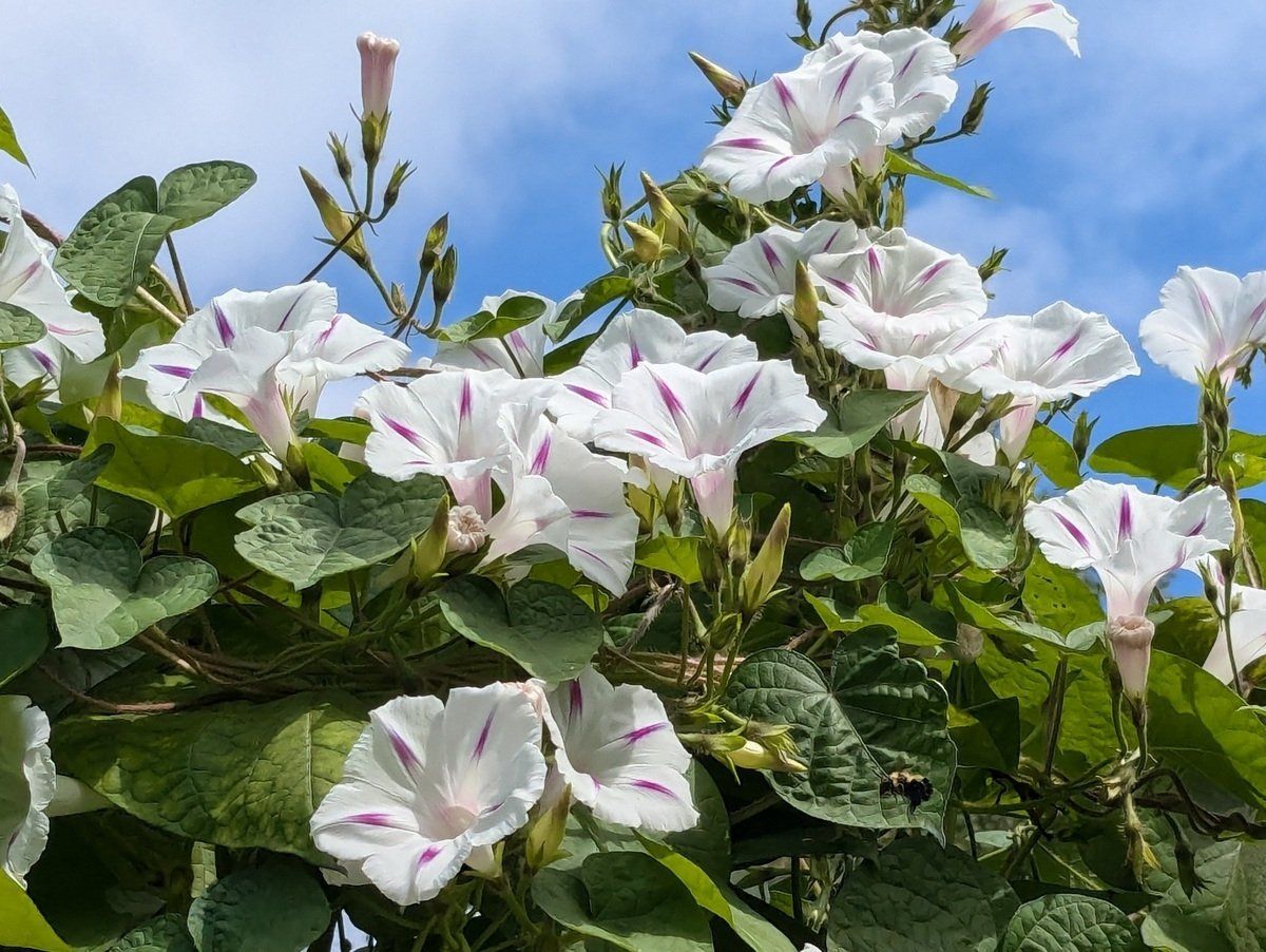 Piante & sementi: Prunkwinde 'Milky Way' - Ipomoea purpurea - 30 Samen – Nuovo e nell'imballaggio originale da Sumiswald venduto da Cham14559 1