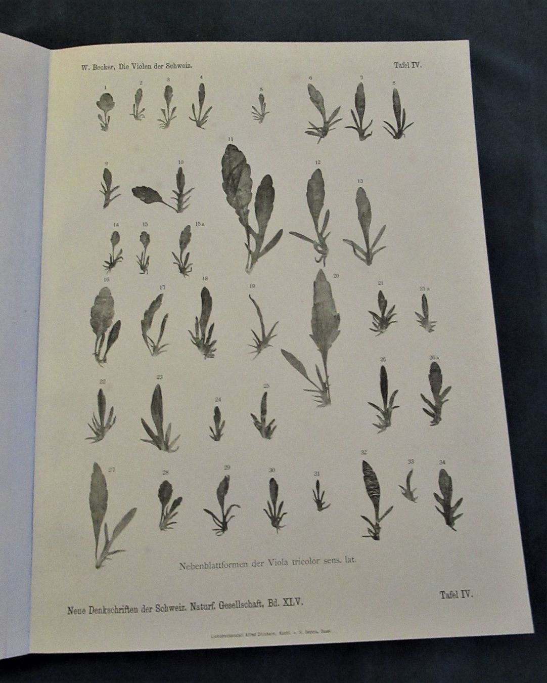 Libri: Violen Veilchen Botanik Gartenpflanzen – Usato da Hedingen venduto da Protechnica 4