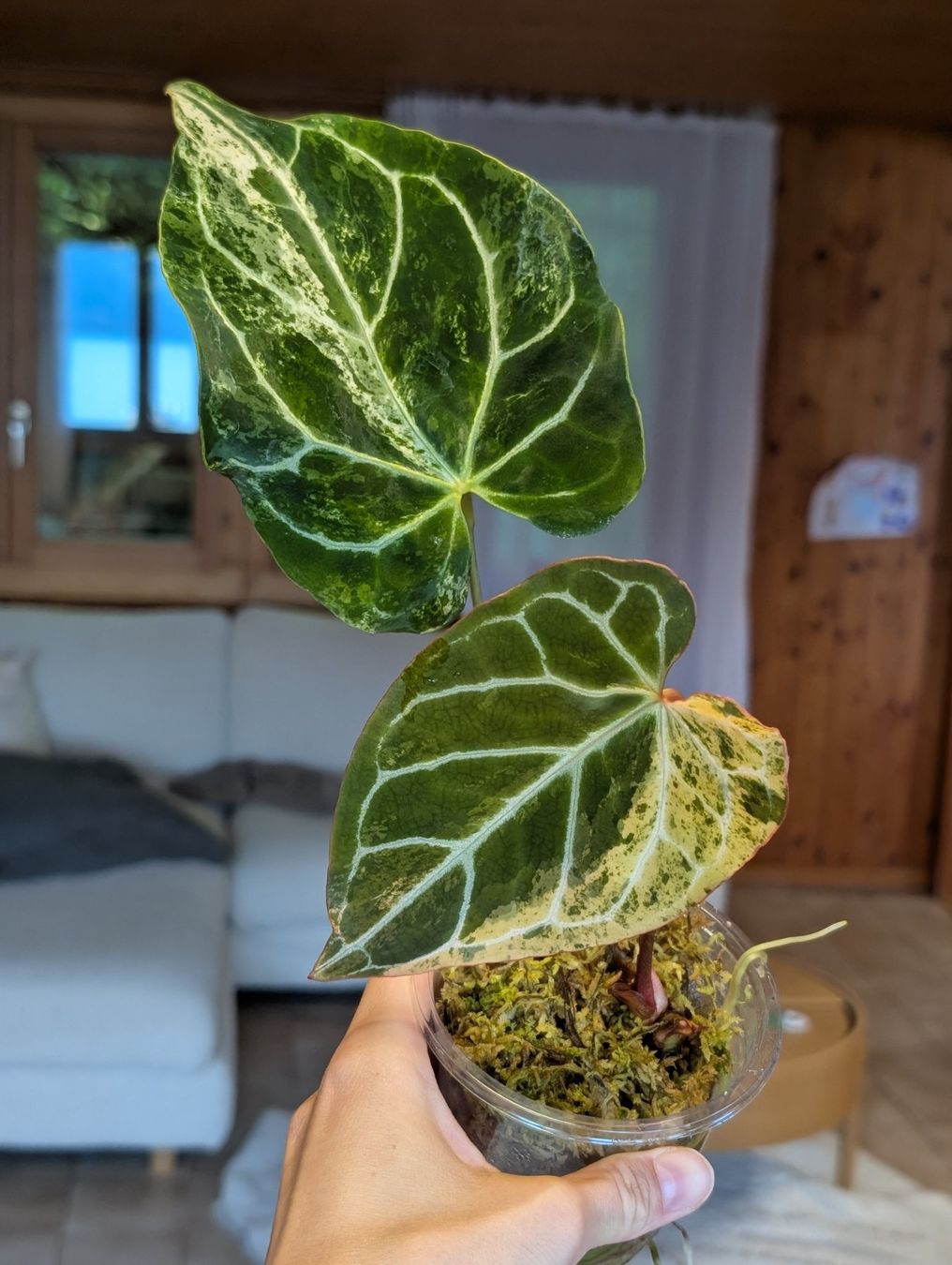 Piante & sementi: Anthurium Crystallinum Albo Variegata – Nuovo (secondo la descrizione) da Faulensee venduto da plantmama 4