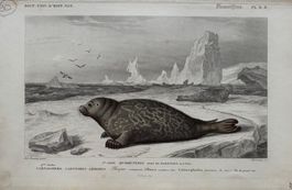 Orig. Stahlstich, koloriert, 1844 - Seehund