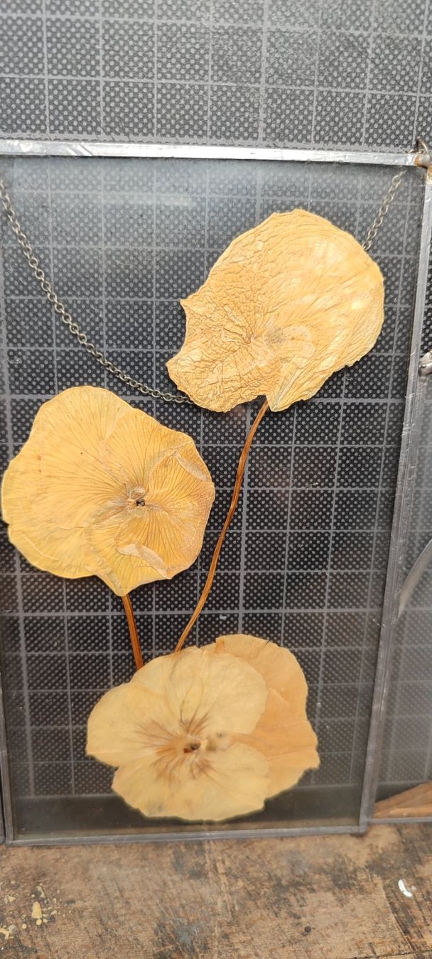 Foto & Immagini: 6 Wunderschöne alte Blumenbilder im Glas – Usato da Gelterkinden venduto da MYSTOREFORYOU4460 6