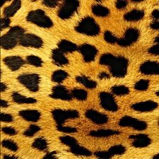 Profile image of Briga.S.