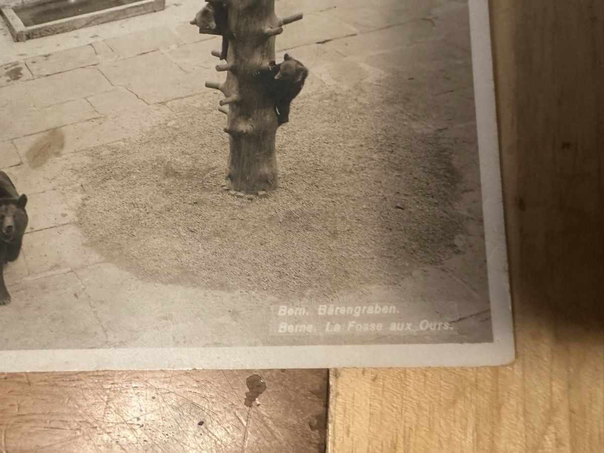 Cartoline postali: AK von Bern, Bärengraben – Usato da Frauenfeld venduto da aluma14 2