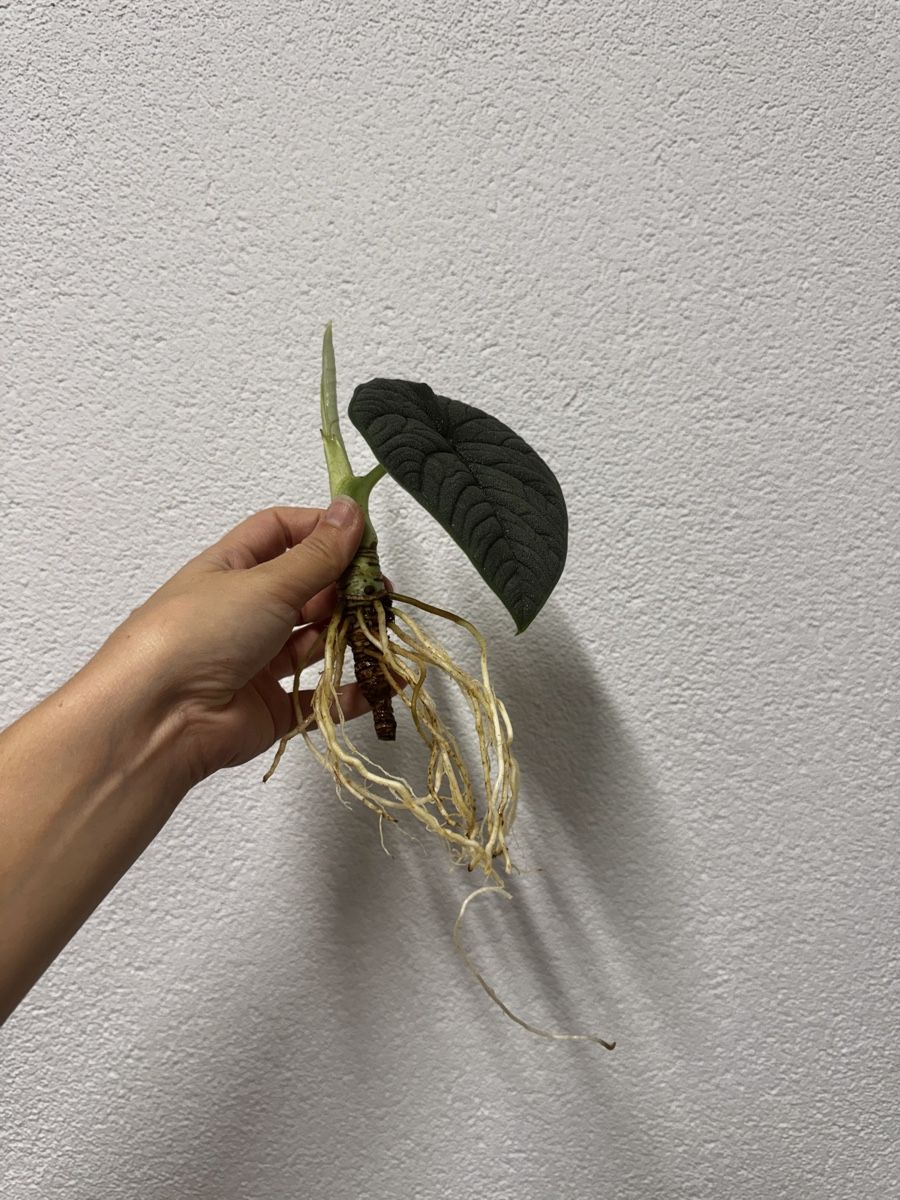 Piante & sementi: 🌱 Alocasia melo – Usato da Niederbuchsiten venduto da GreenGems 2