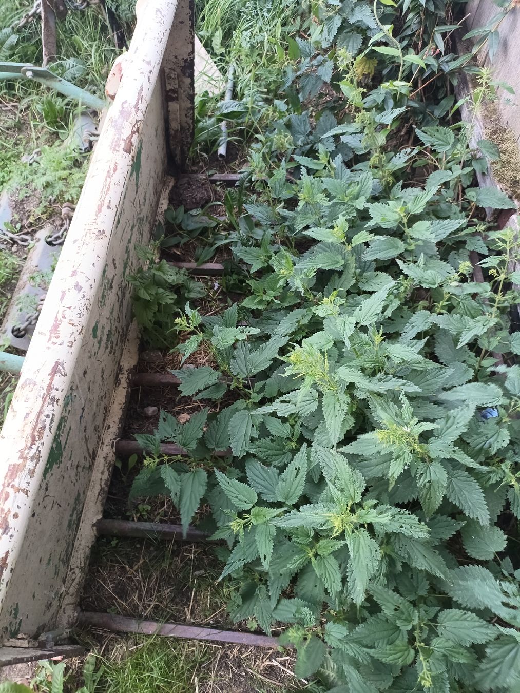 Pinze: Mistzange  – Usato da sent venduto da Fey86