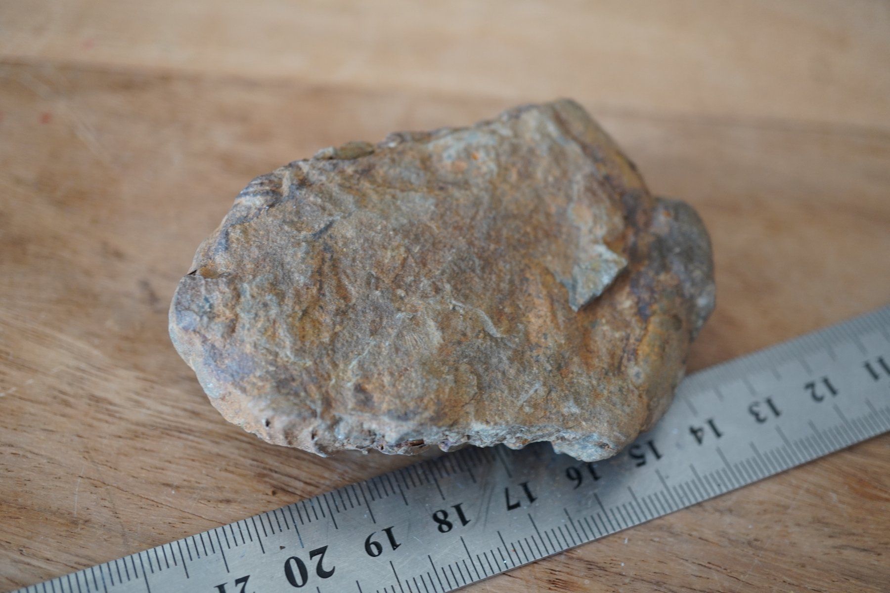 Minerali & Pietre curative: Calymene   Trilobit    Vitrinen Stück – Nuovo e nell'imballaggio originale da Eschenbach SG venduto da topstone 4