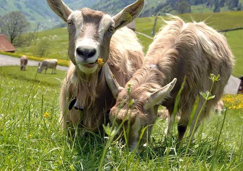 Gitzi aus dem Toggenburg 1/1 zerlegt (Neu und originalverpackt) in für ...