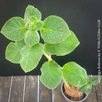 Sinningia Bulbosa - seltene Knollenpflanze