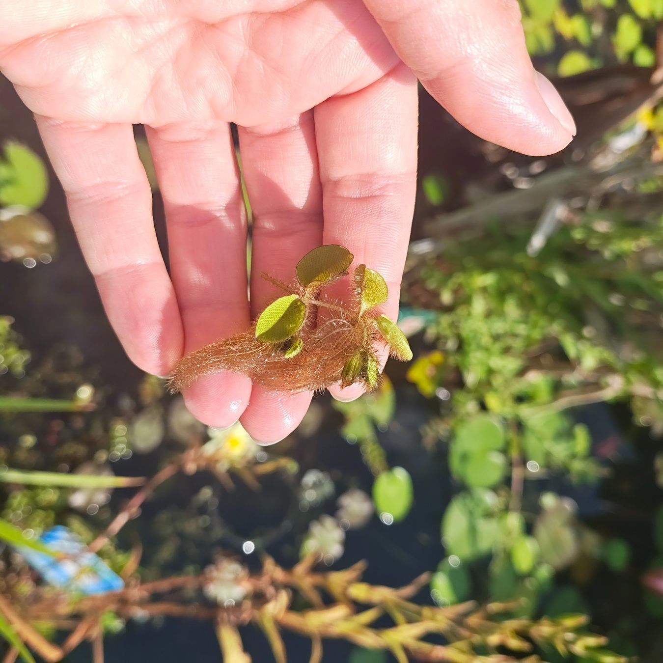 Plantes & graines: Schwimmfarn – Neuf (Voir description) à Bösingen par JaneZXR 2