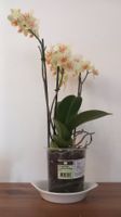 Plante Phalaenopsis Multiflora 