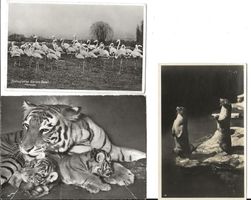 Basel BS Zoo 3 AK Tiger Flamingos Fischotter ab 1926 gut erh