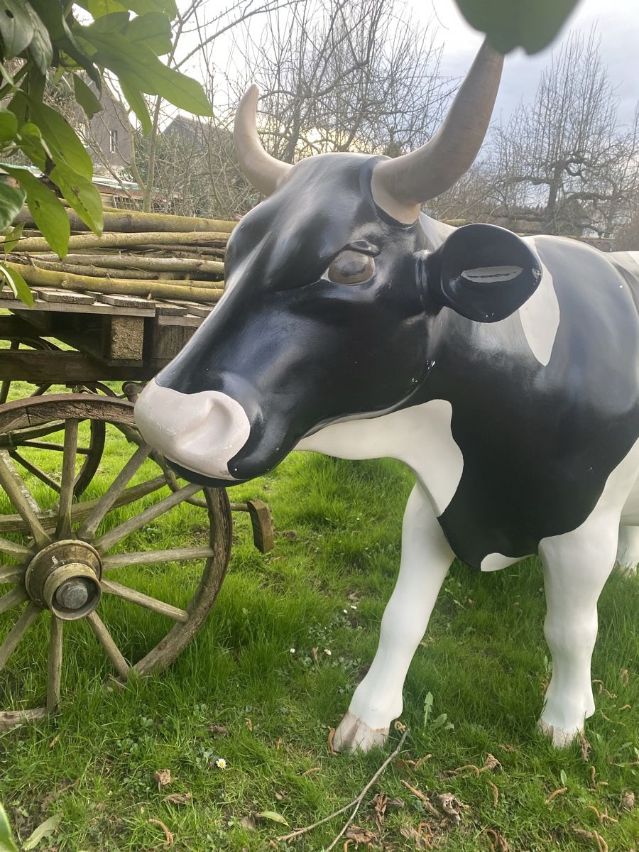 Tutte le decorazioni: Kuh lebensgross, Milchkuh Rind-679 – Usato da Recherswil venduto da paulchen09 1