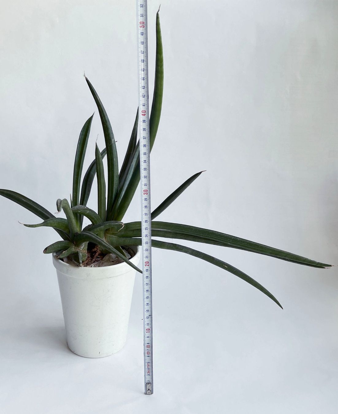 Piante & sementi: Sansevieria**Cylindrica***** – Nuovo (secondo la descrizione) da Dübendorf venduto da Orchid18 4