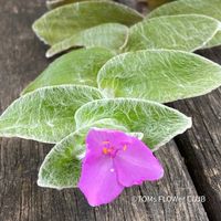 TRADESCANTIA SILLAMONTANA - haarige Dreimasterblume für Dich