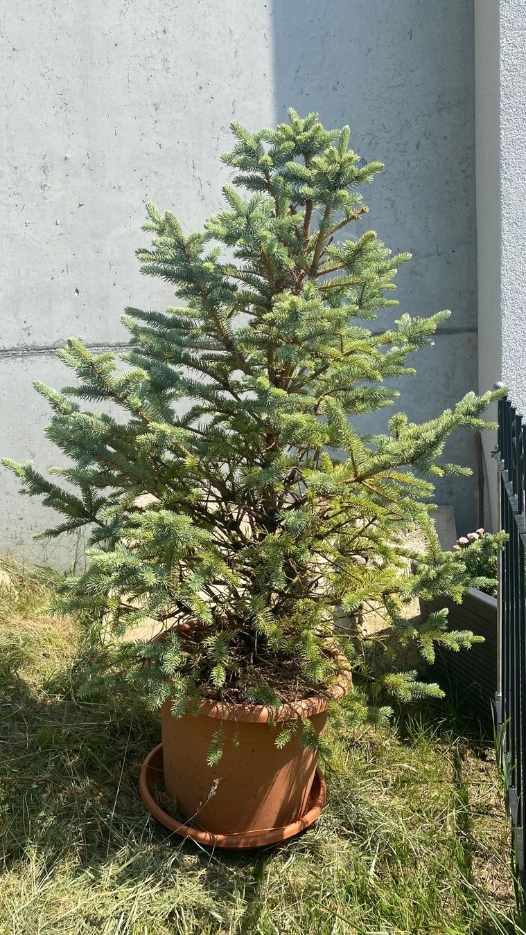 Pflanzen & Samen: Blautanne im Topf – Gebraucht aus Nunningen von san_m25r