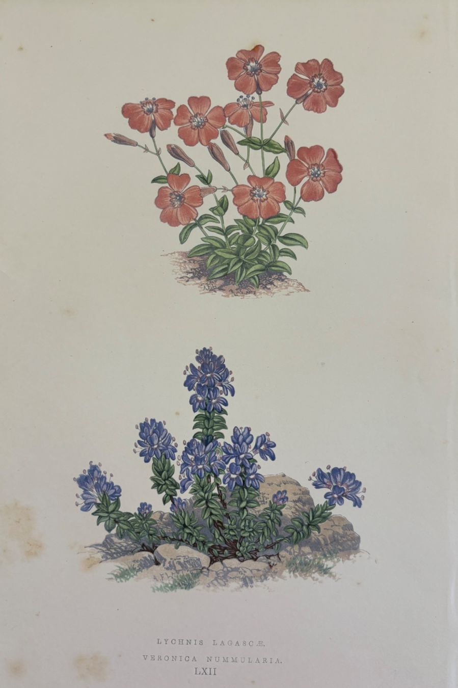Grafica & Litografie: Lithographie um 1850, Botanik, Pflanzen, Blumen – Usato da Frauenfeld venduto da Merk52