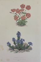 Lithographie um 1850, Botanik, Pflanzen, Blumen