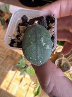 💚 Hoya Edamame 💚
