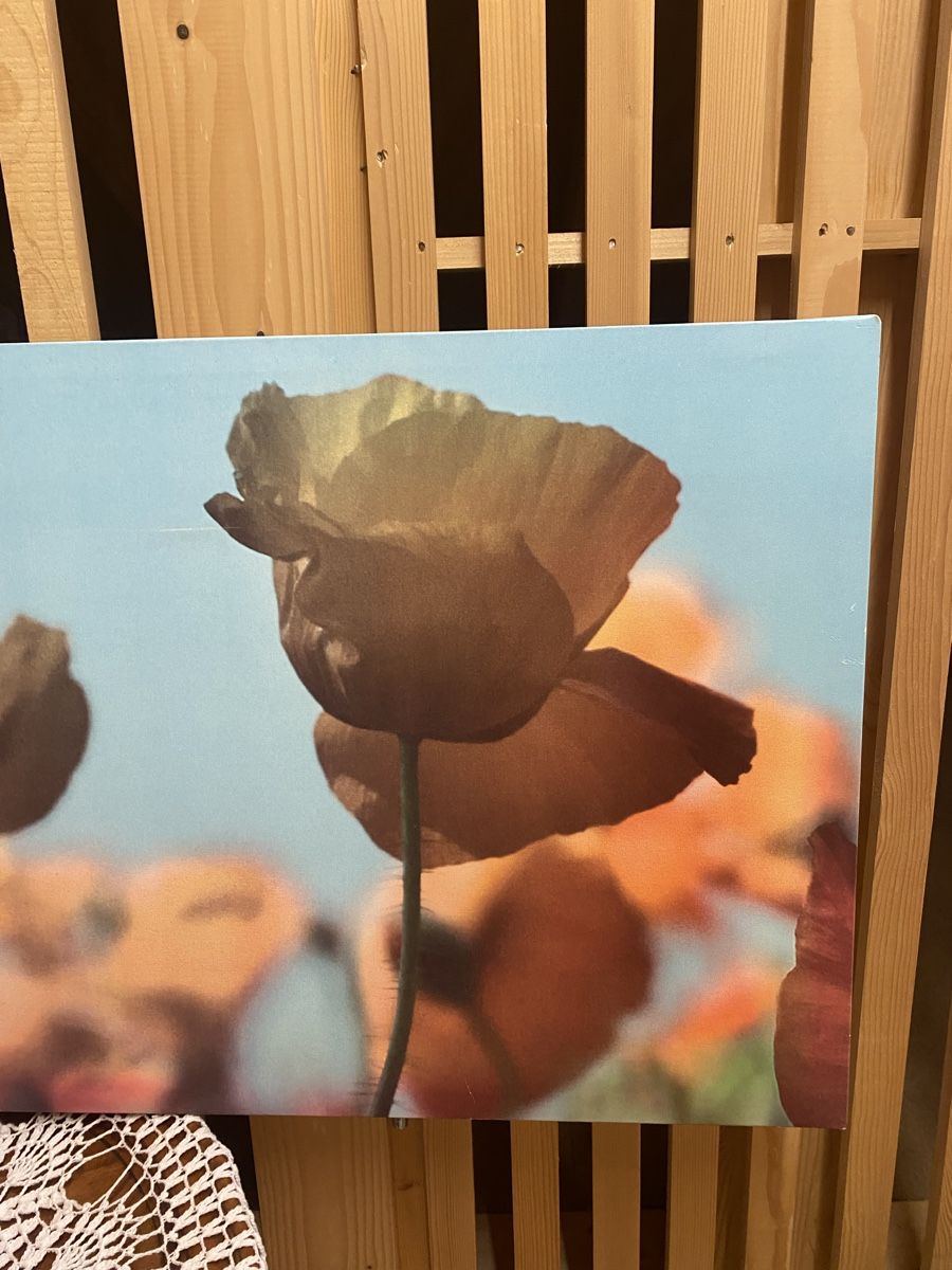 Foto & Immagini: IKEA Wandbild Mohnblumen auf Leinwand – Usato da Oberengstringen venduto da dilara.c 2