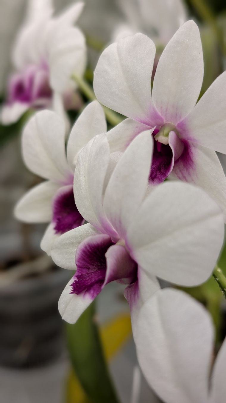 Pflanzen & Samen: Dendrobium 'Biggibum x Phalaenopsis' Orchidee – Gebraucht aus Untervaz von Lyraia 5