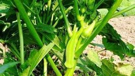 GOMBO OKRA BLONDY  10g
