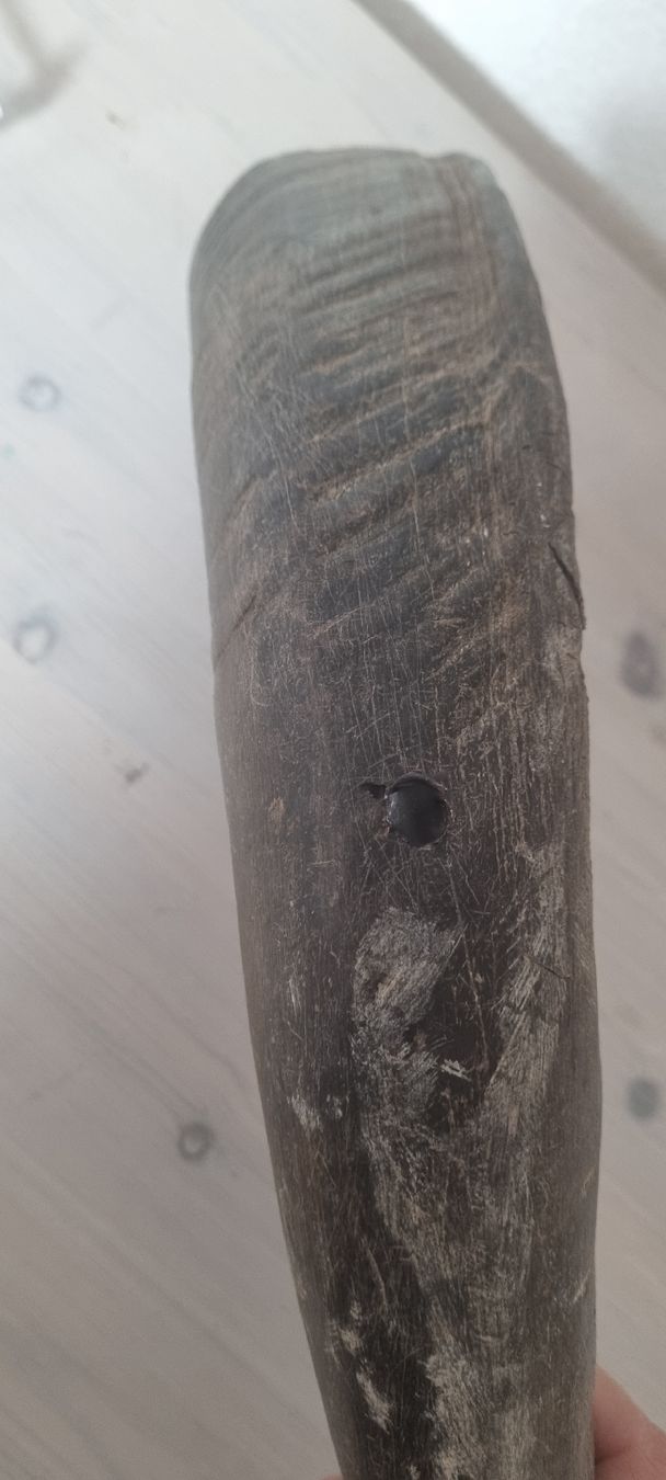Tutte le decorazioni: 1 Stk echtes Wasserbüffelhorn! – Usato da Konolfingen venduto da fiirabe66 2