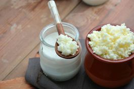 Aktive Milchkefir-Knollen, in frischer Rohmilch kultiviert