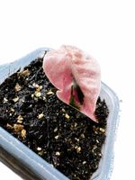 🌱💗 Alocasia Balloon Heart Pink 💗🌱