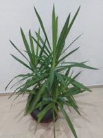 Pflanze Yucca-Palme  mit Topf Höhe ca. 90cm