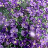 AUBRIETTA, Blaukissen / 20 Samen