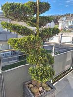 Thuja, Löffelbaum