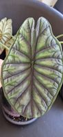 🤩Alocasia Dragon Scale Rhizom 