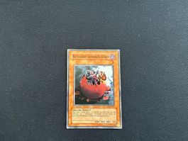 Rotäugiges Schwarzes Küken - SOD-DE017
